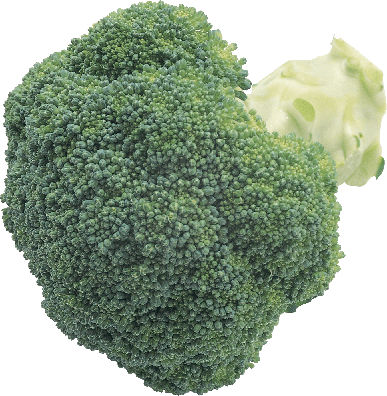 Broccoli Png Image Transparent PNG Image