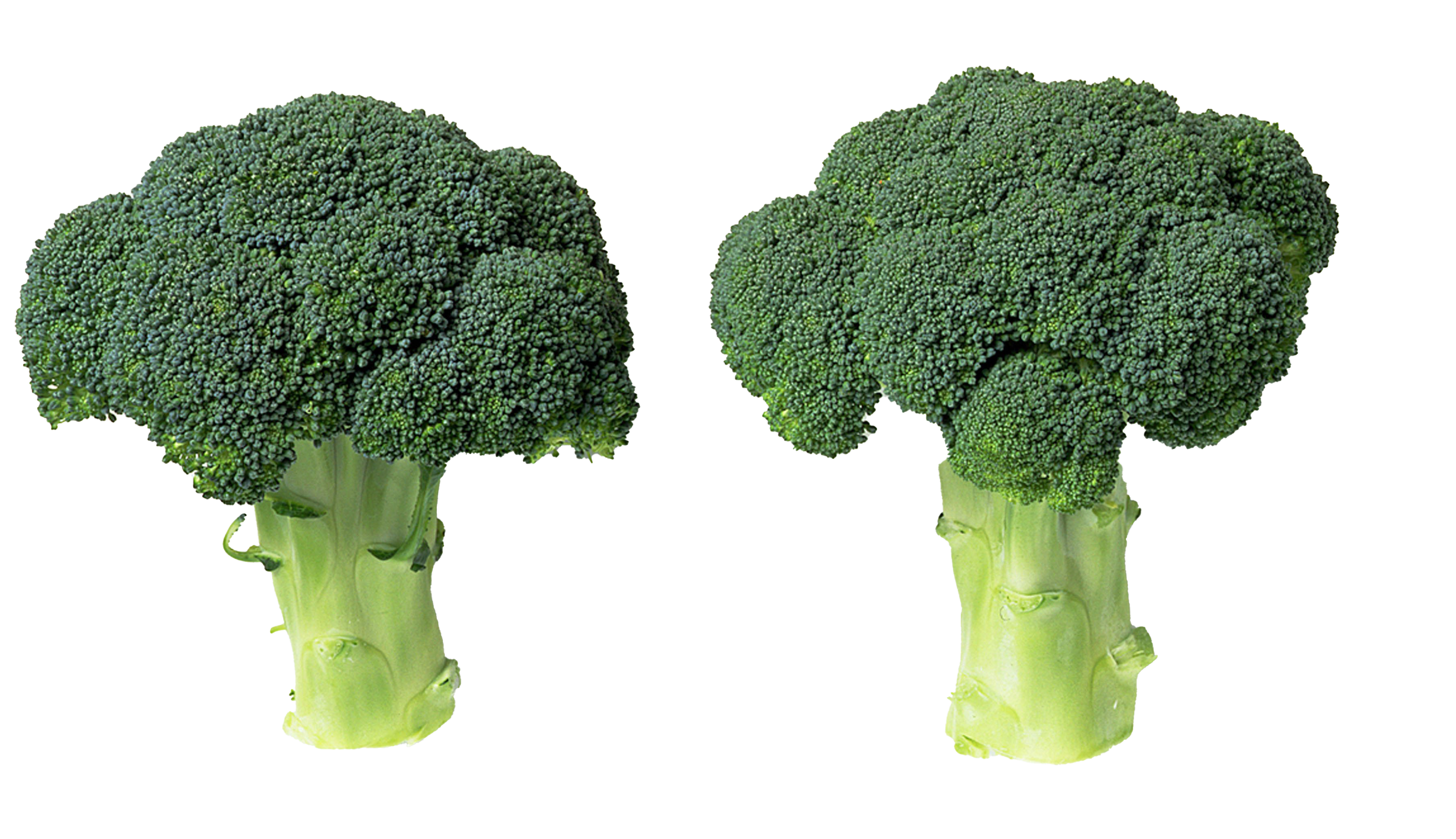 Green Broccoli Download HD Transparent PNG Image