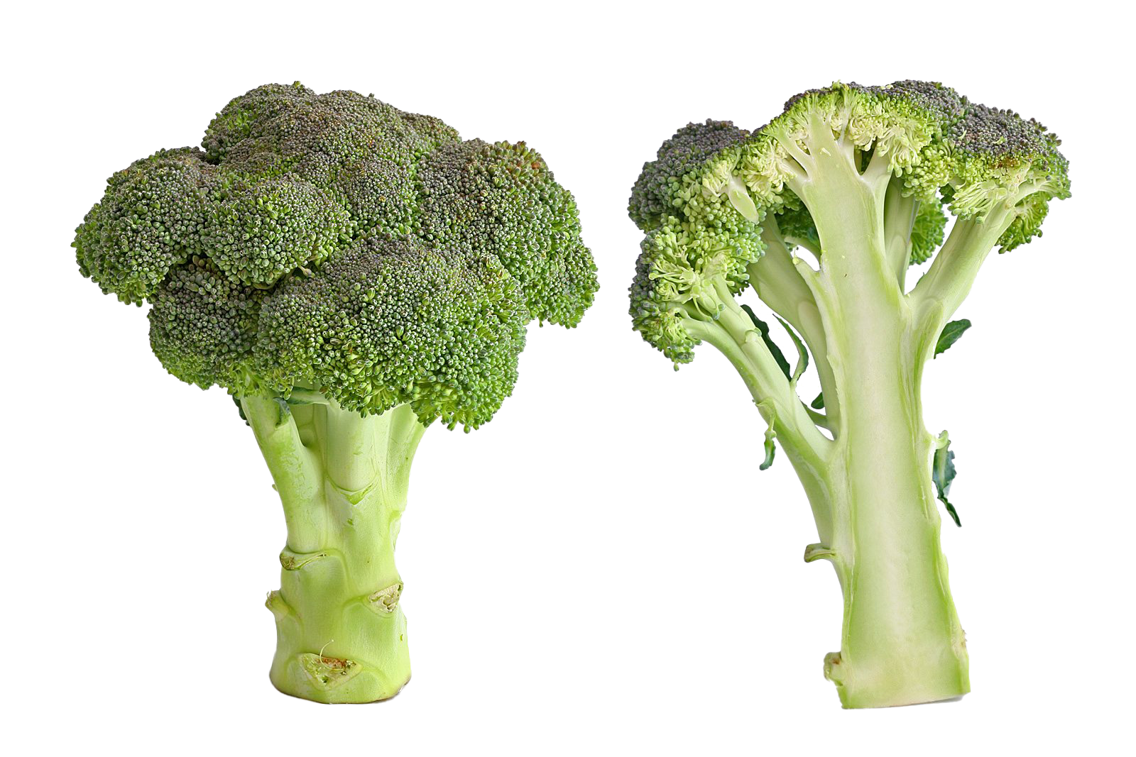 Green Broccoli Download HQ Transparent PNG Image