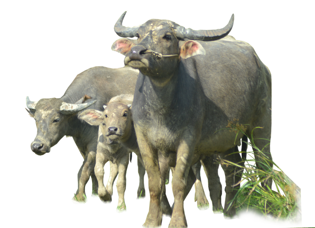 Buffalo Png Image Transparent PNG Image