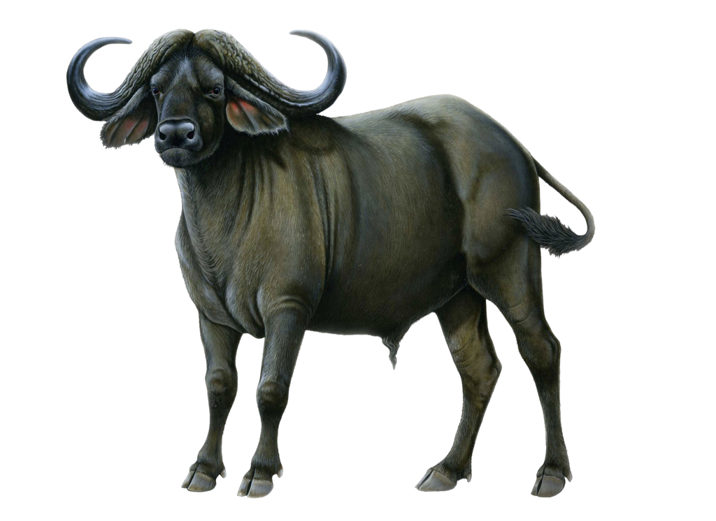 Buffalo Png Picture Transparent PNG Image