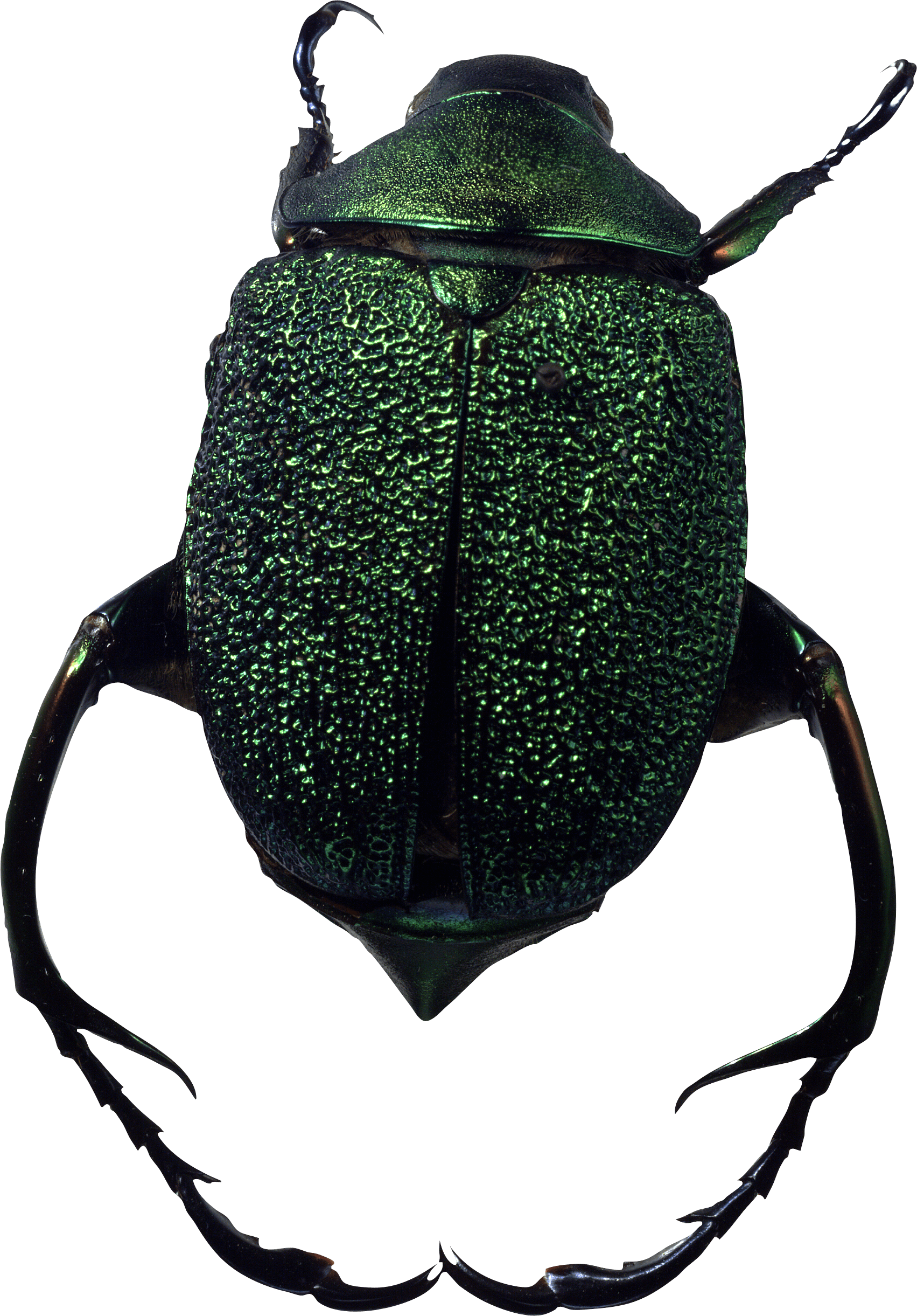 Bug Png Image Transparent PNG Image