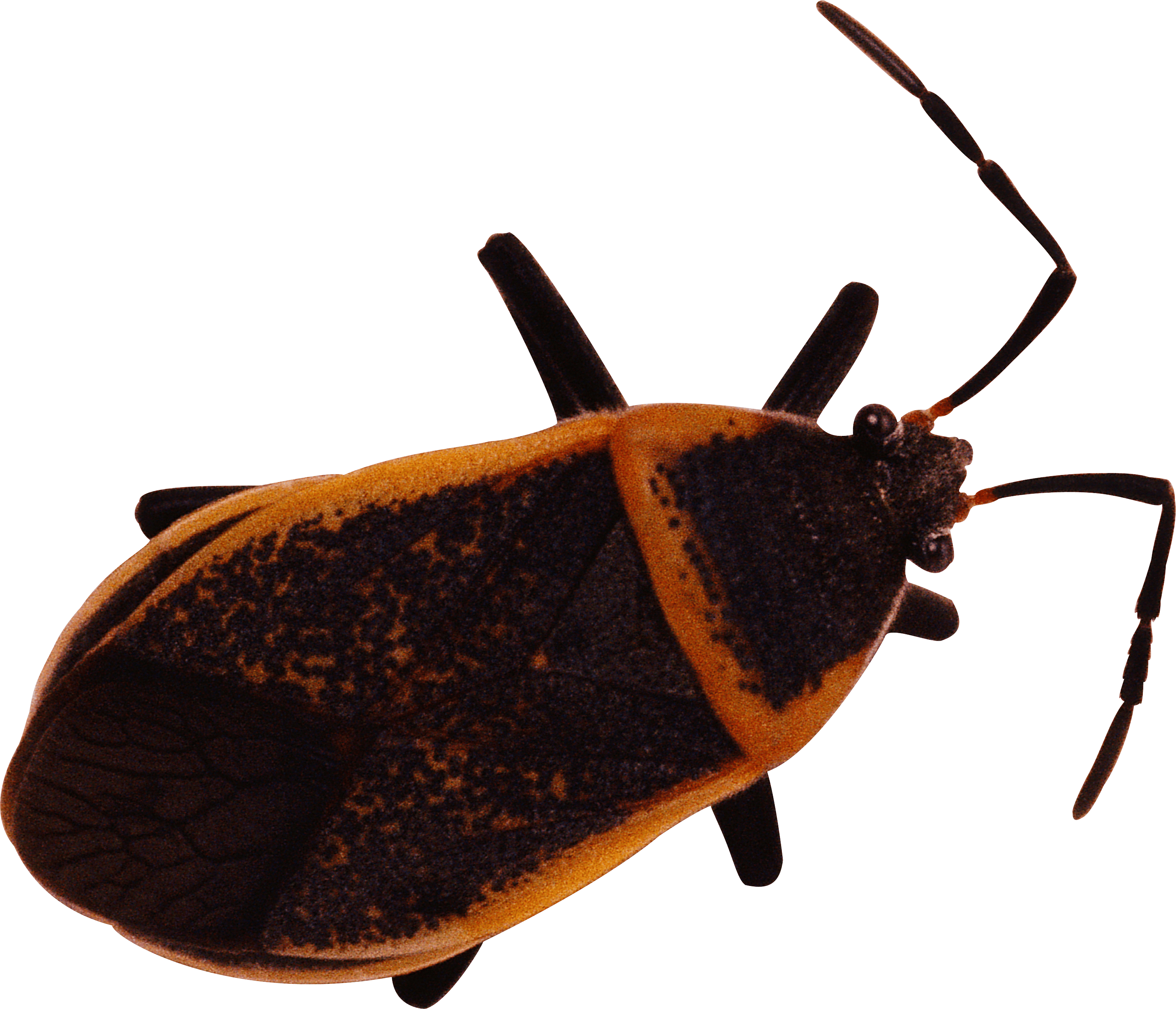 Bug Png Image Transparent PNG Image