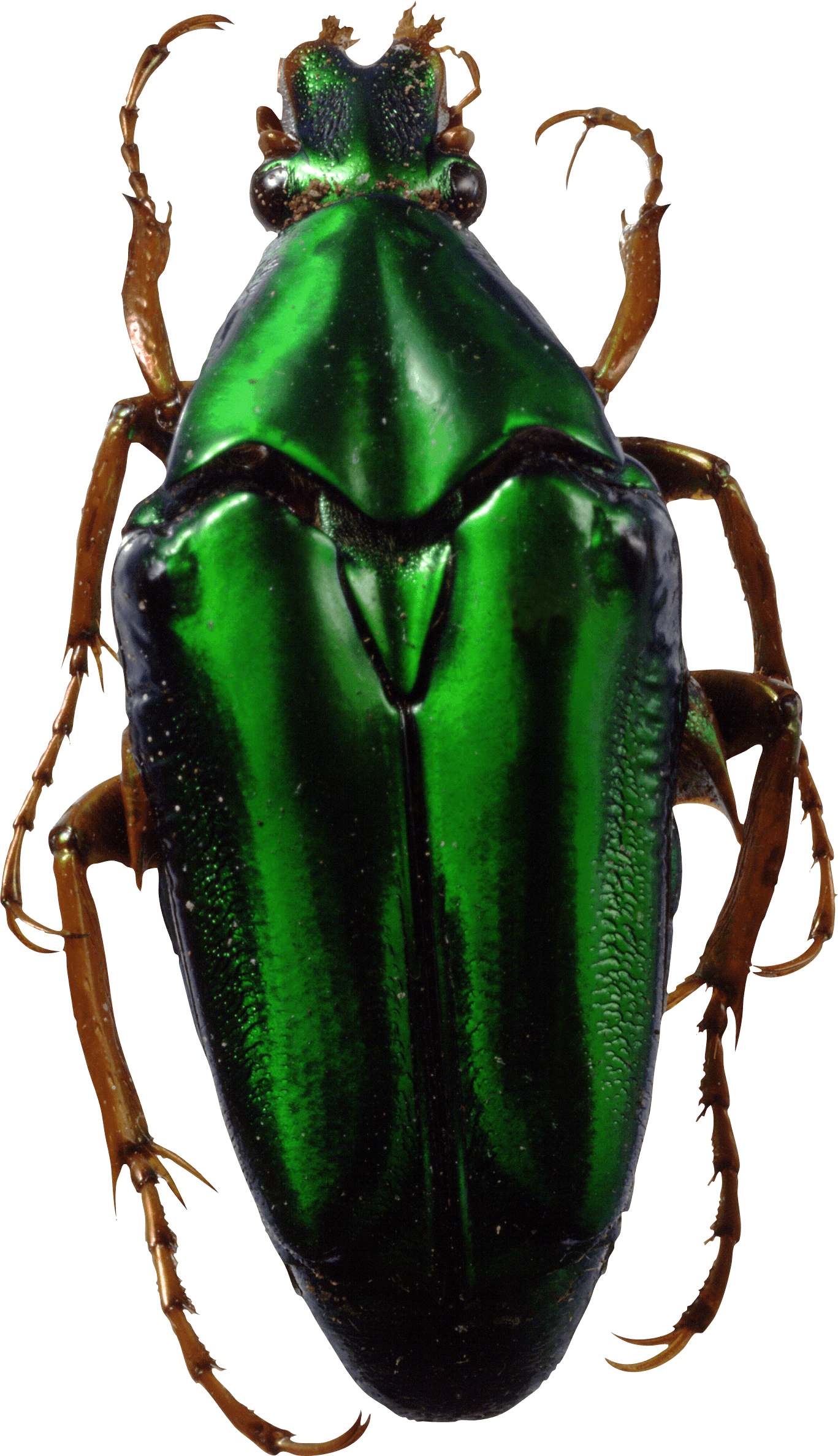 Green Bug Png Image Transparent PNG Image