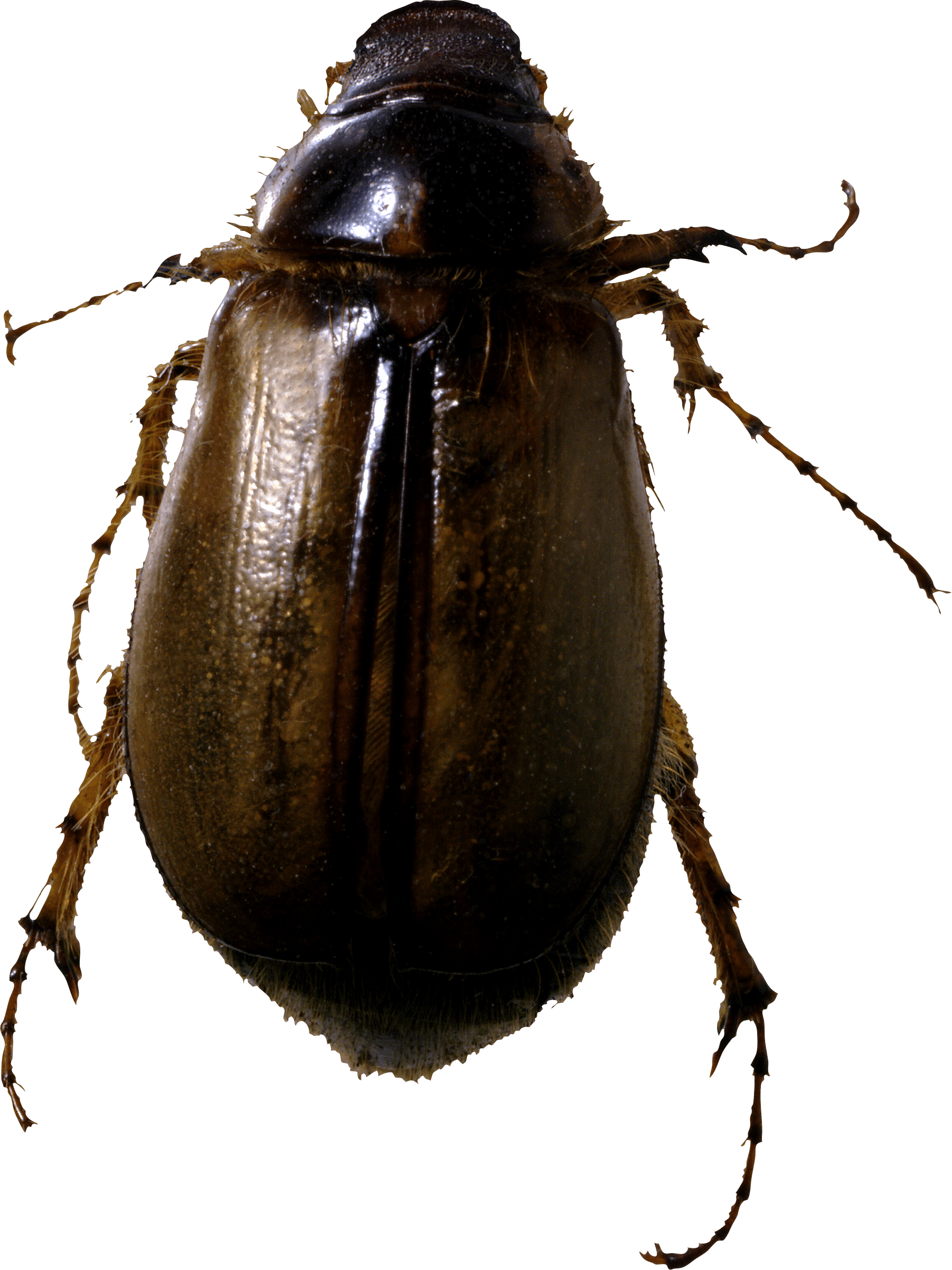 Roach Bug Png Image Transparent PNG Image