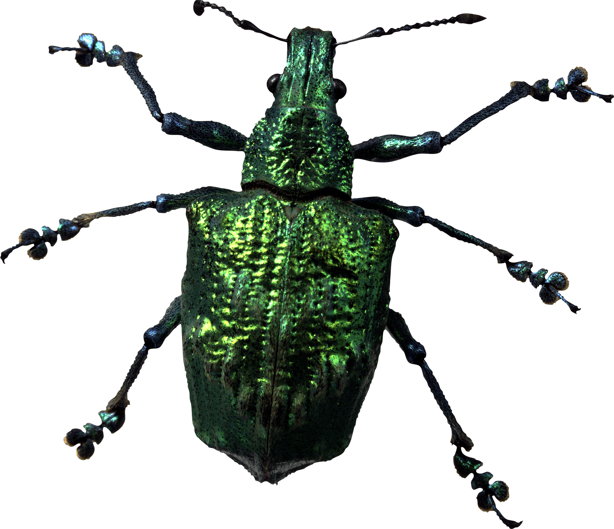 Insect Bug Png Image Transparent PNG Image