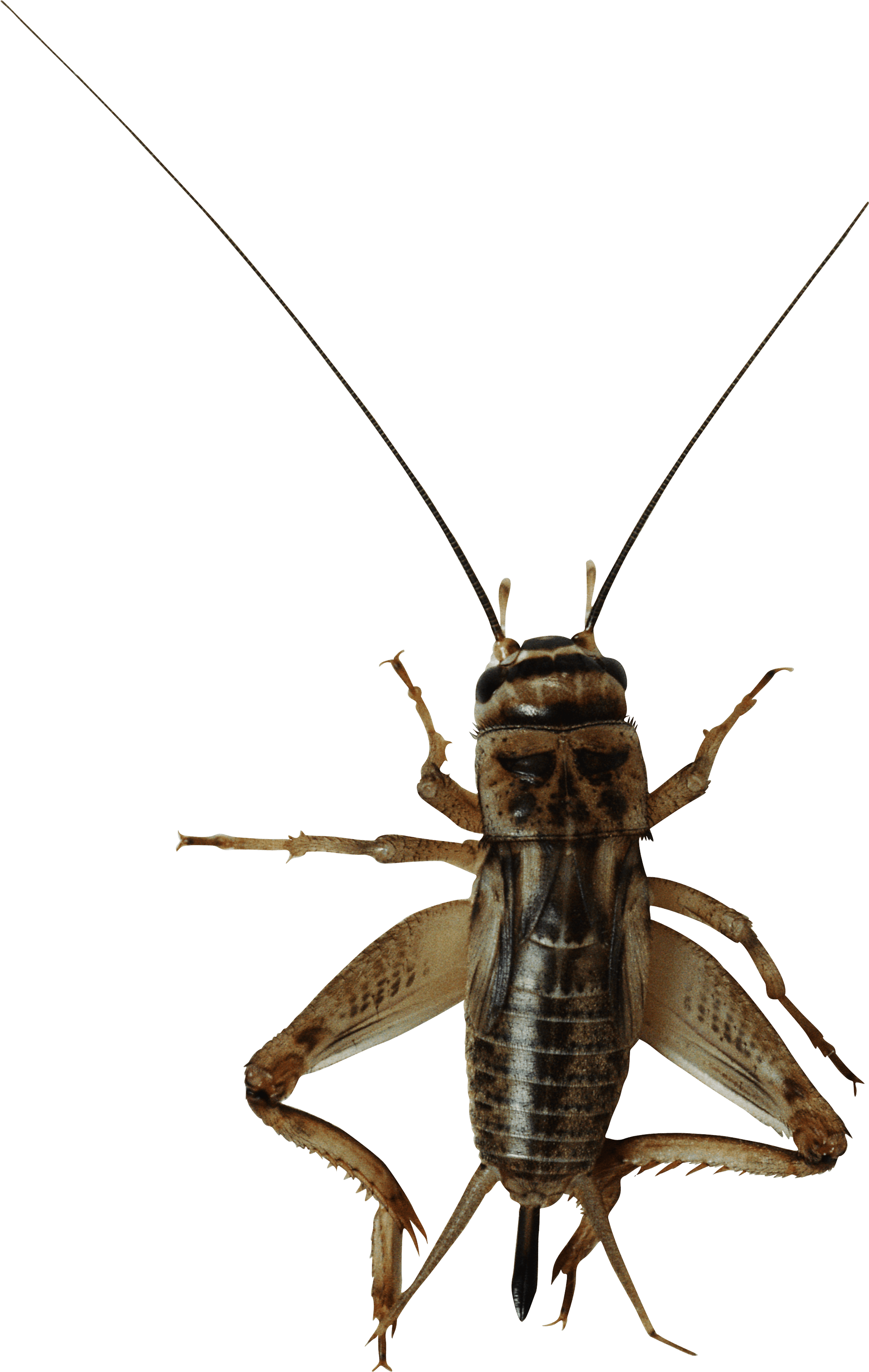 Insect Bug Png Image Transparent PNG Image