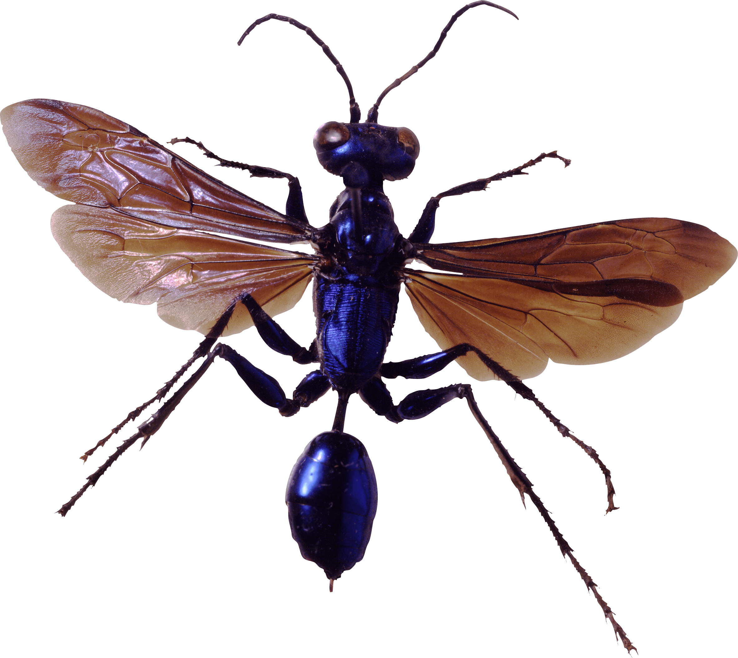 Bug Png Image Transparent PNG Image