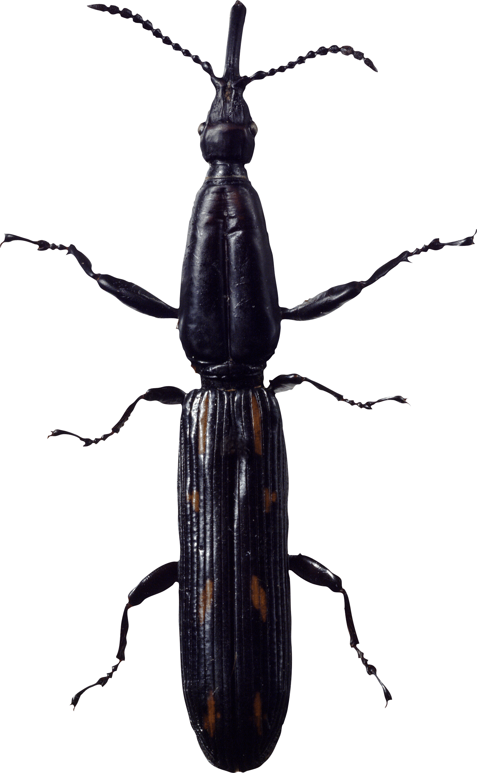 Bug Png Image Transparent PNG Image