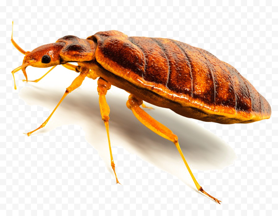 Bed Bug PNG Image High Quality Transparent PNG Image