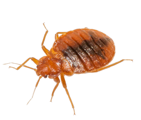 Bed Bug Download Image Download HD PNG Transparent PNG Image