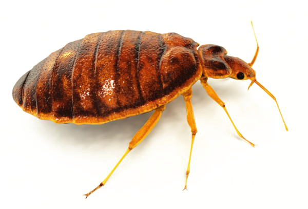 Bed Bug Free HD Image Transparent PNG Image