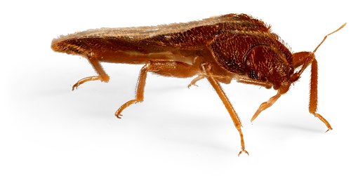 Bed Bug HD Free Clipart HD Transparent PNG Image