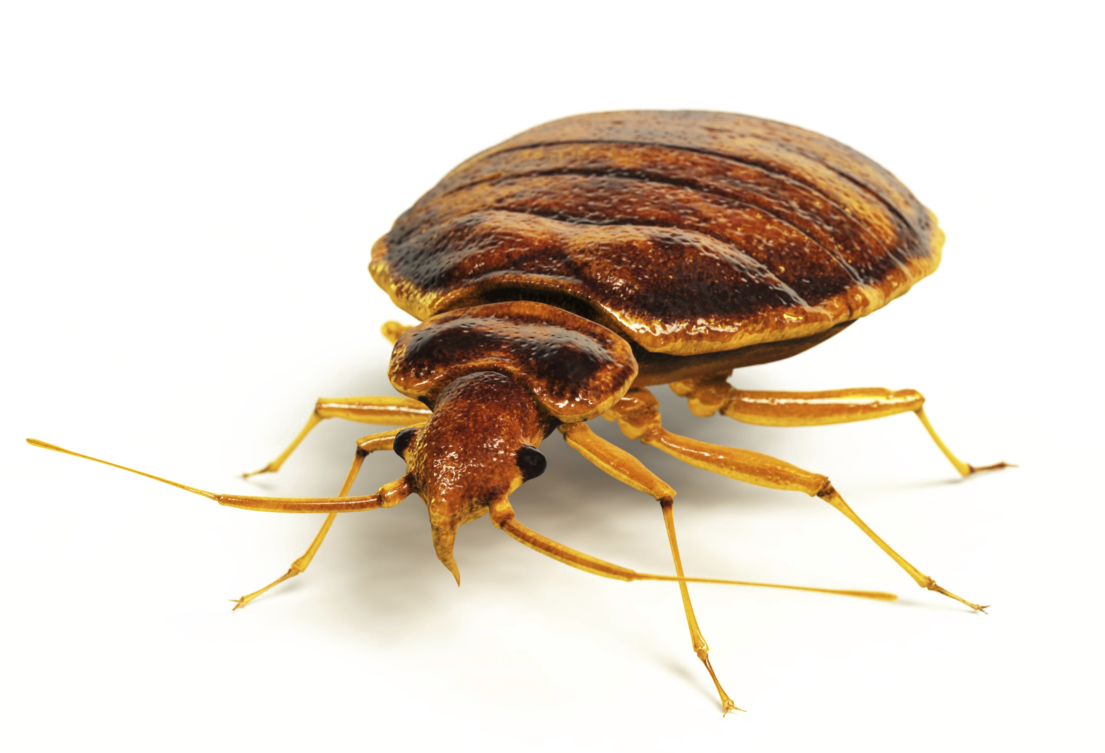 Bed Bug Free HQ Image Transparent PNG Image