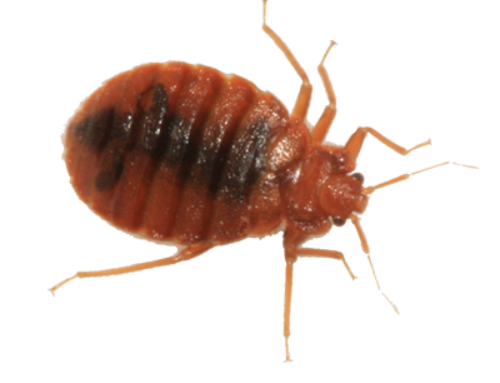 Bed Bug Picture HQ Image Free PNG Transparent PNG Image