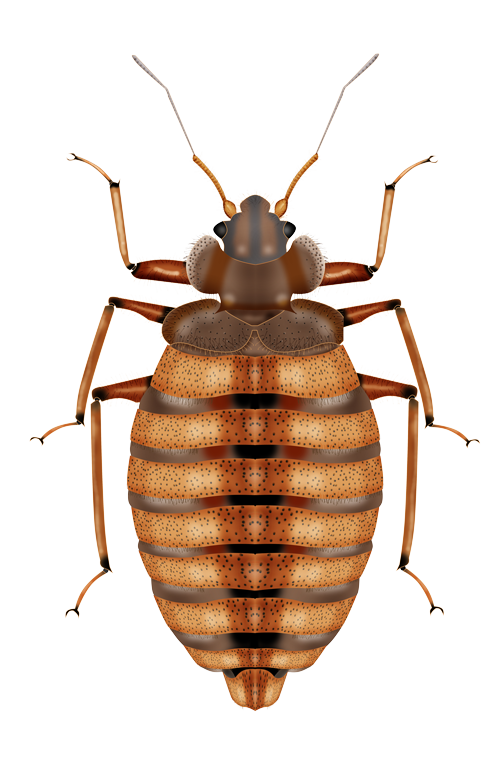 Bed Bug Image Free HD Image Transparent PNG Image