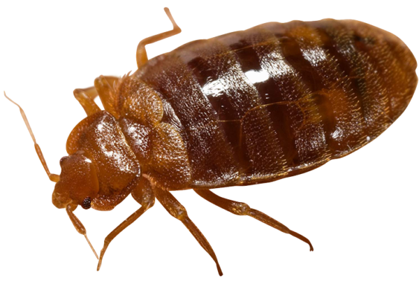 Bed Bug Picture PNG File HD Transparent PNG Image