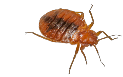 Bed Bug Download HD PNG Transparent PNG Image