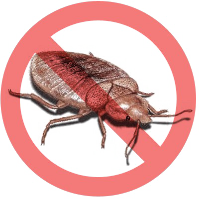 Bed Bug Images Free Download Image Transparent PNG Image