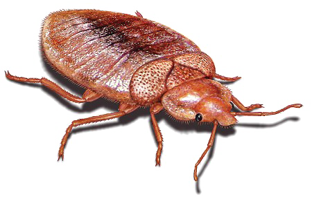 Bed Bug Free Clipart HD Transparent PNG Image