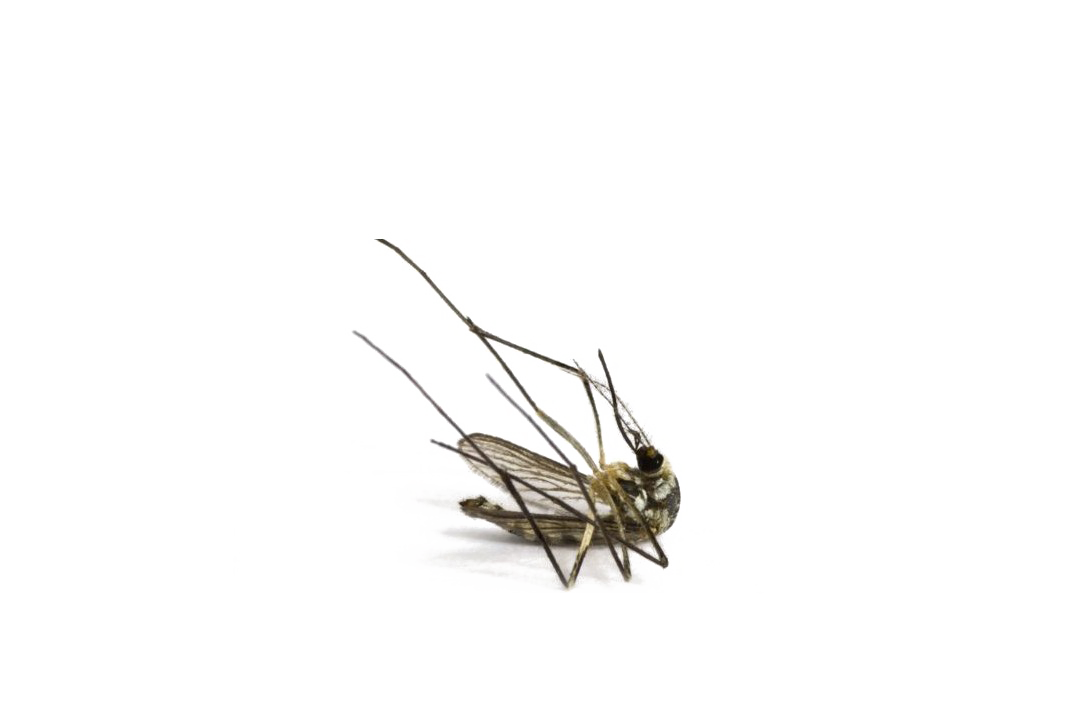 Mosquito Image Free HD Image Transparent PNG Image