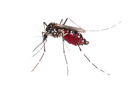 Mosquito Photos Download HQ PNG Transparent PNG Image