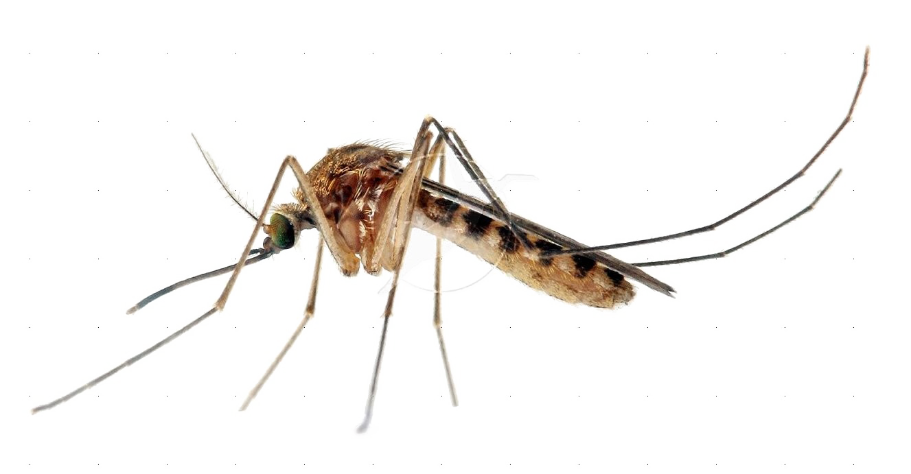 Mosquito Images PNG Free Photo Transparent PNG Image