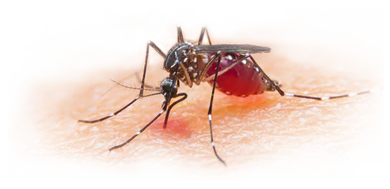 Mosquito Download Image Free Download PNG HQ Transparent PNG Image