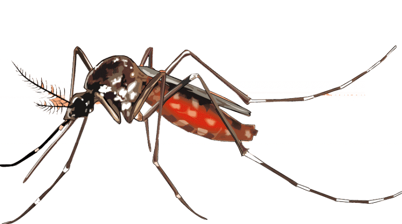 Mosquito Image Download HQ PNG Transparent PNG Image