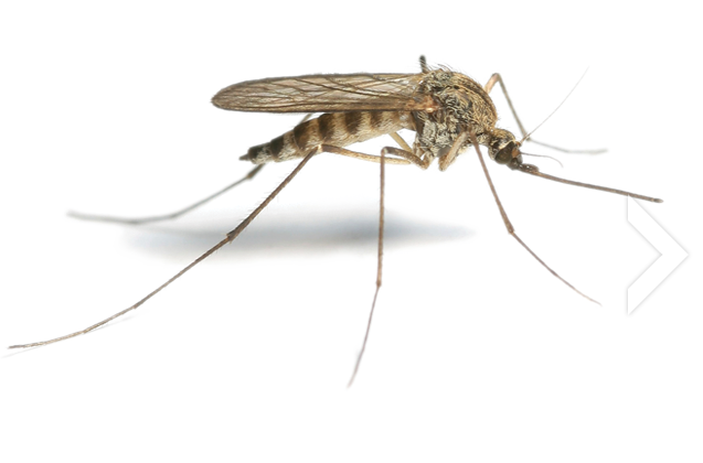 Mosquito HD Download HD PNG Transparent PNG Image