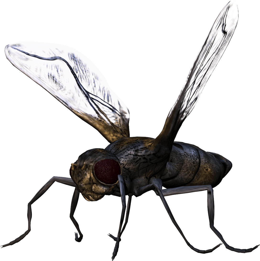 Bug Png Image Transparent PNG Image