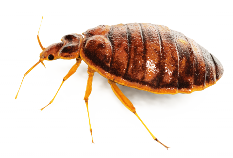 Bug Png Transparent PNG Image