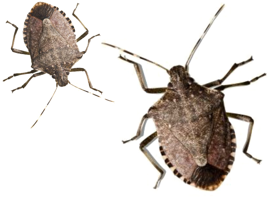 Bugs Free PNG HQ Transparent PNG Image