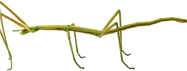 Bugs PNG Image High Quality Transparent PNG Image