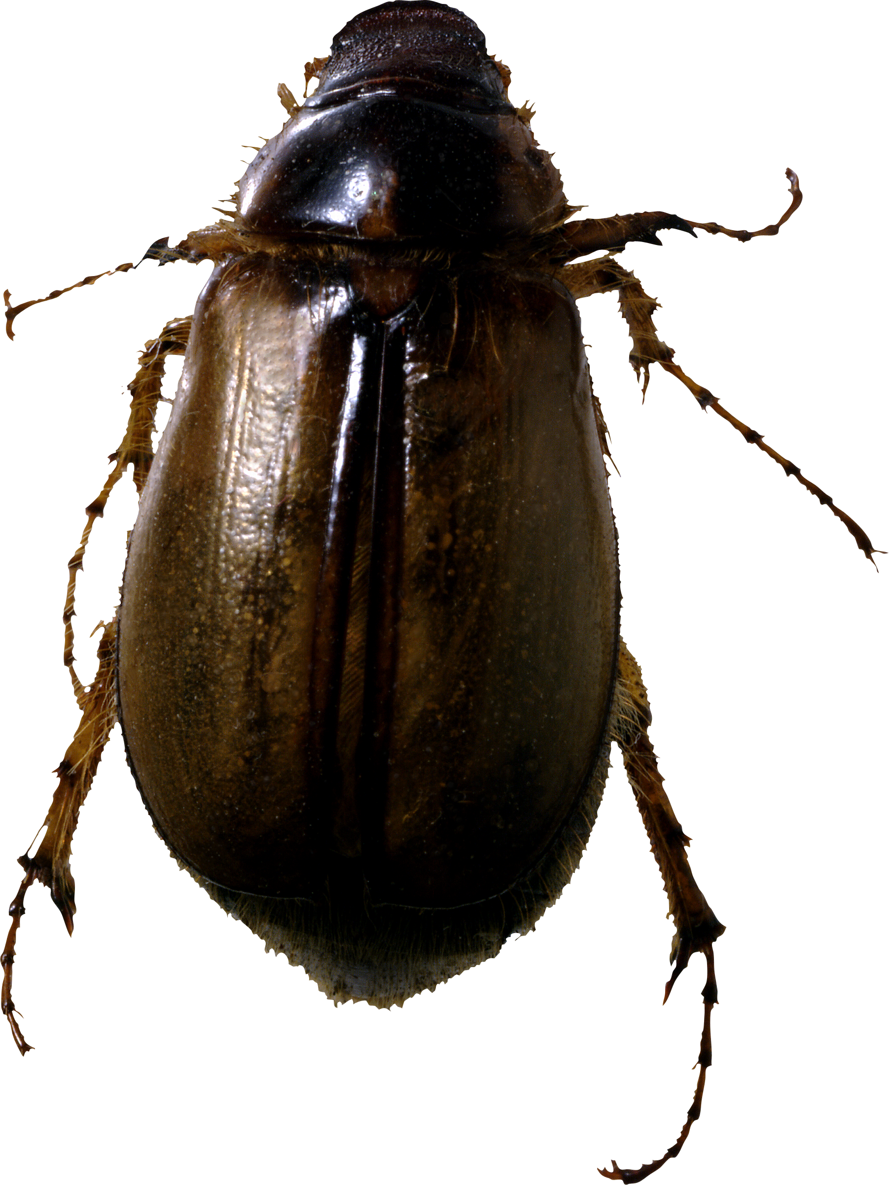 Bugs PNG Image High Quality Transparent PNG Image