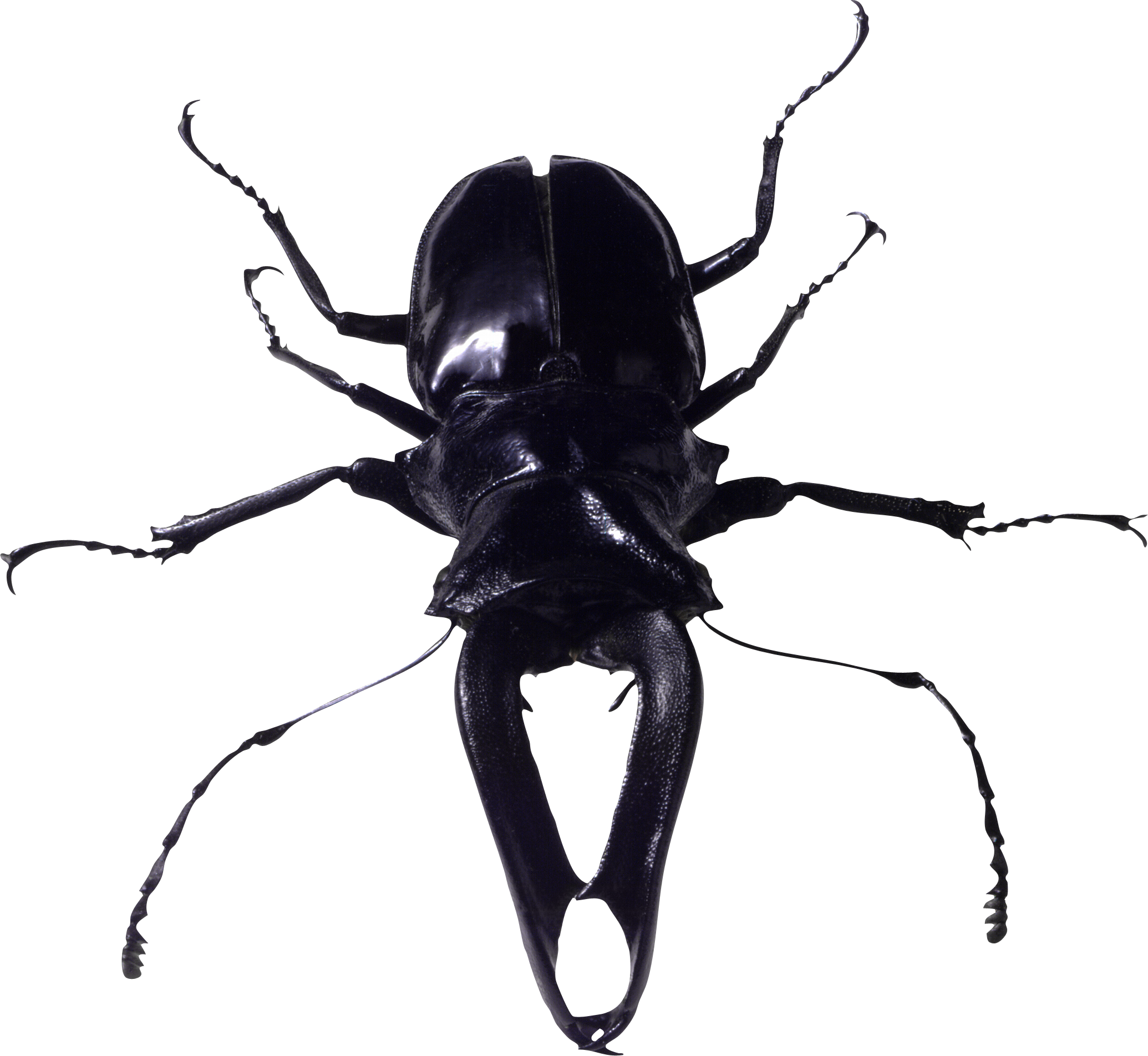 Bugs Free Download PNG HD Transparent PNG Image