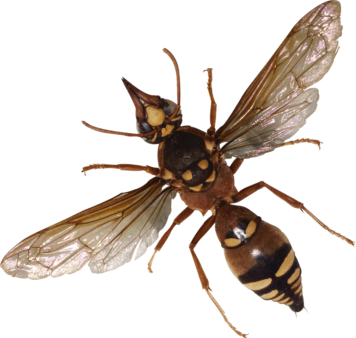 Flying Bugs PNG File HD Transparent PNG Image