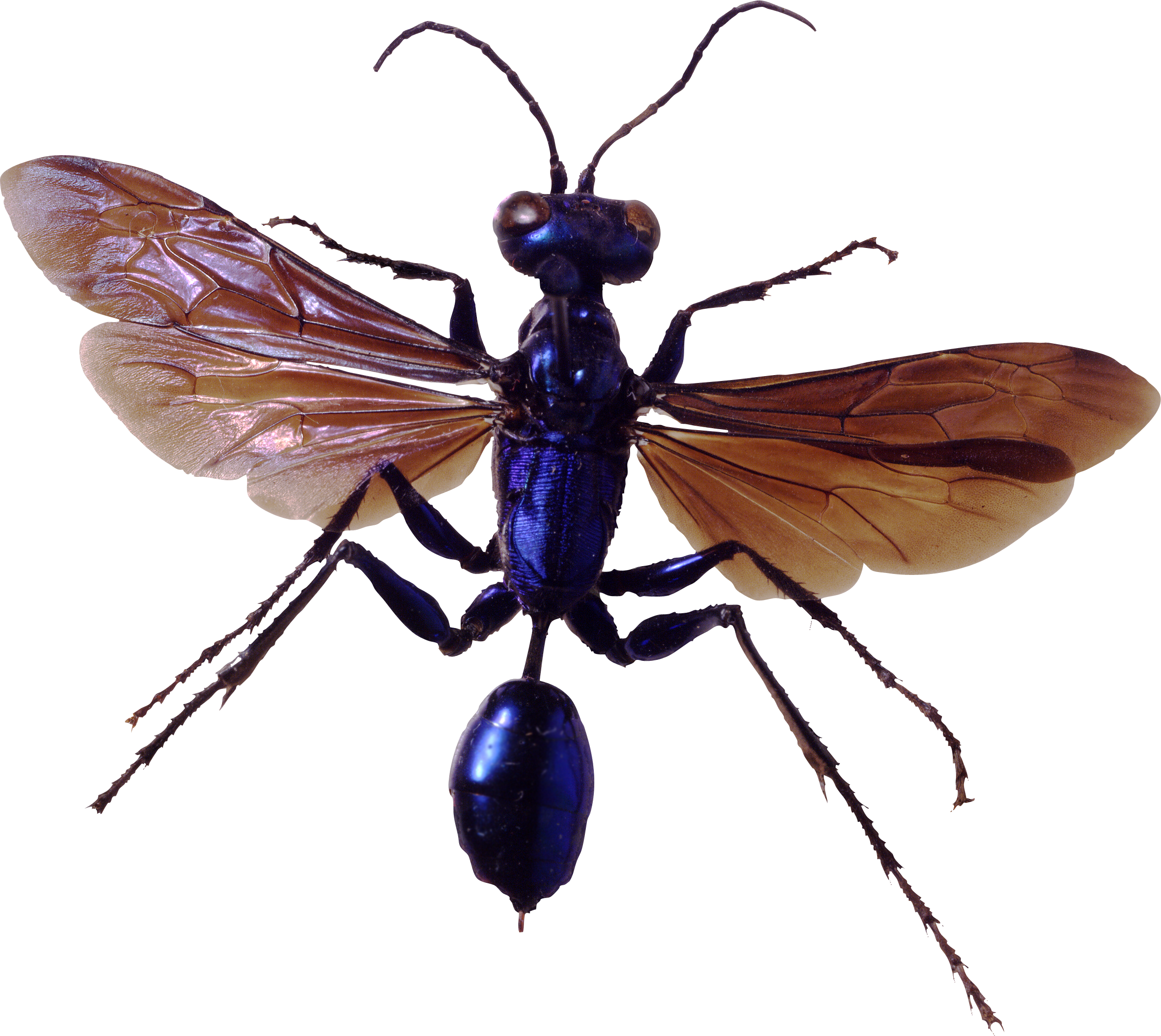 Photos Flying Bugs Free PNG HQ Transparent PNG Image