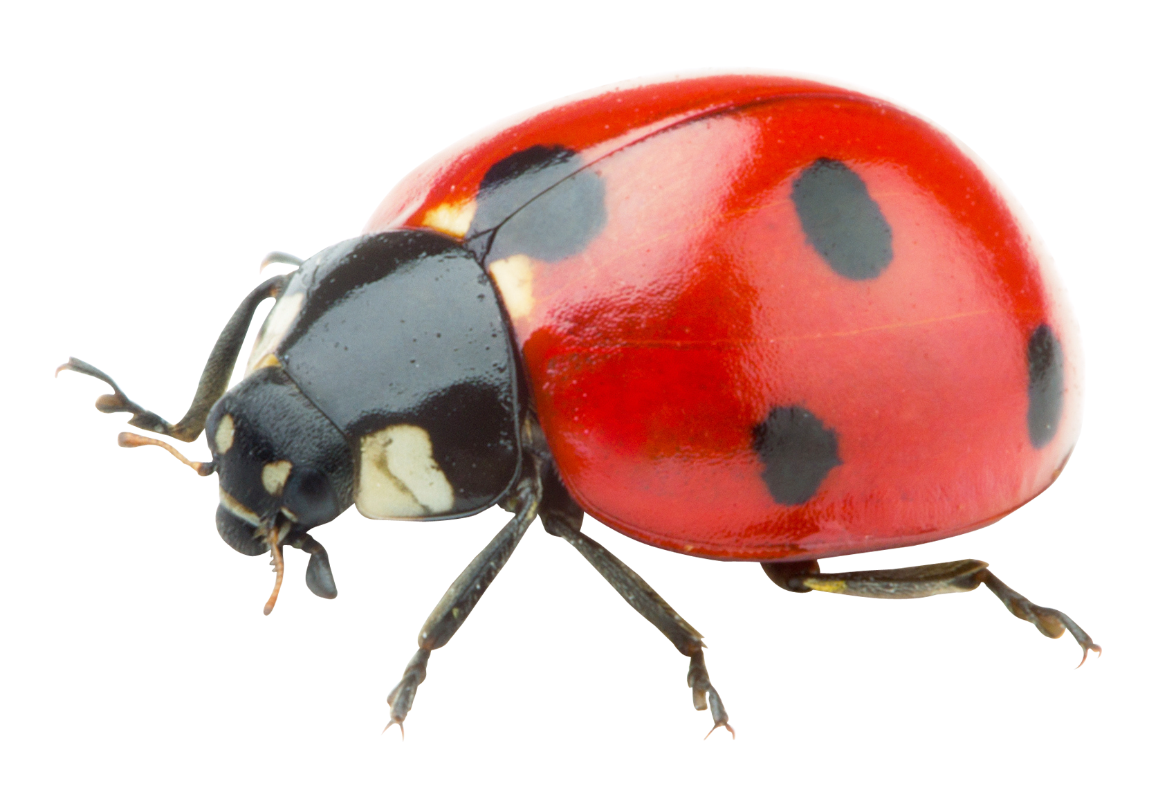 Photos Lady Bugs Download Free Image Transparent PNG Image