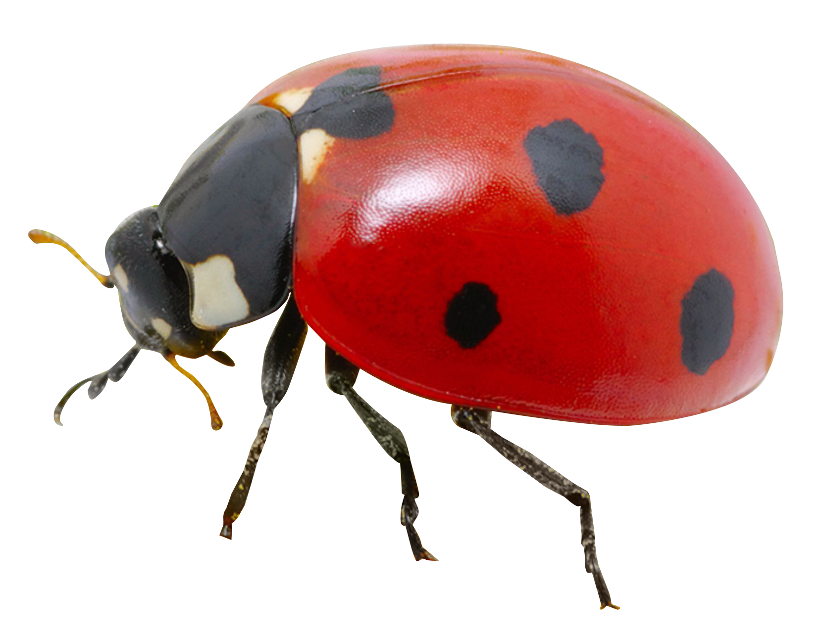 Lady Bugs PNG Free Photo Transparent PNG Image