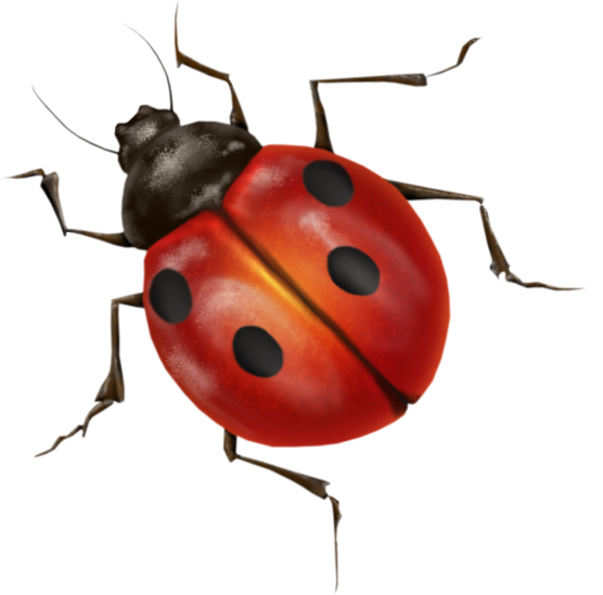 Lady Bugs Free Download PNG HD Transparent PNG Image