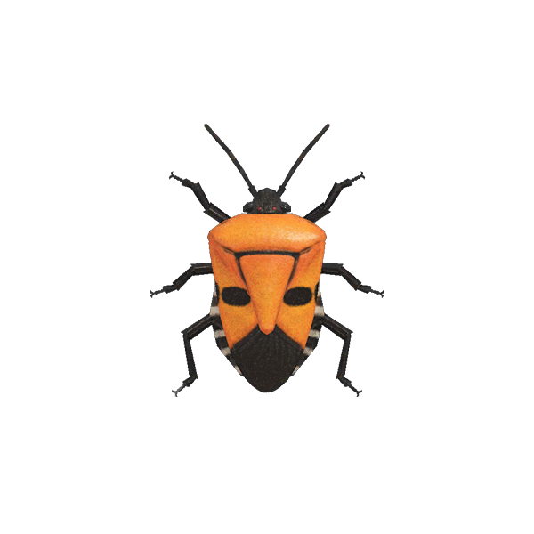 Spring Bugs Free Transparent Image HD Transparent PNG Image