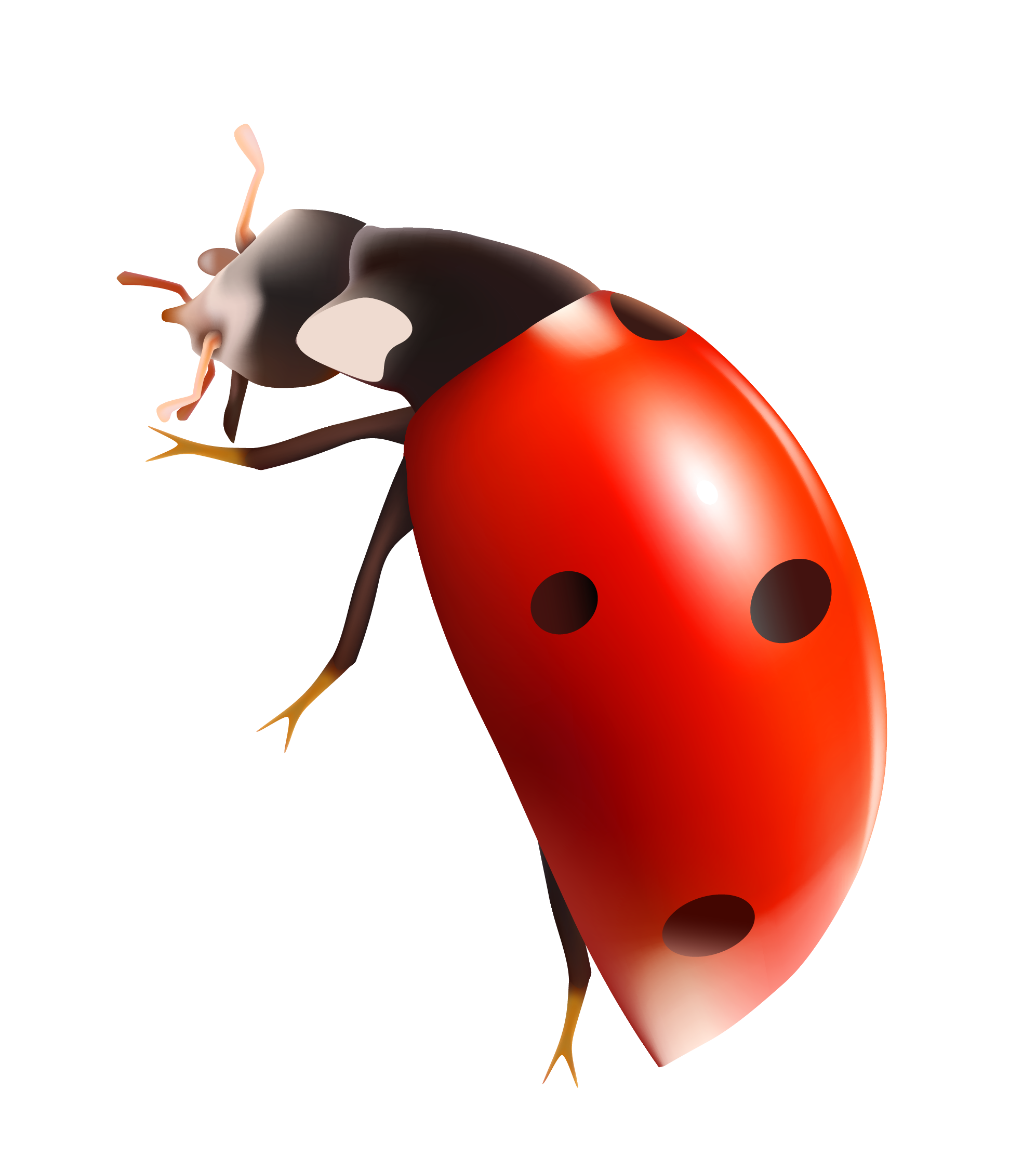 Lady Bugs Free Transparent Image HQ Transparent PNG Image