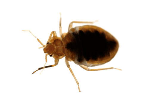 Photos Pest Bug Bed Free HQ Image Transparent PNG Image