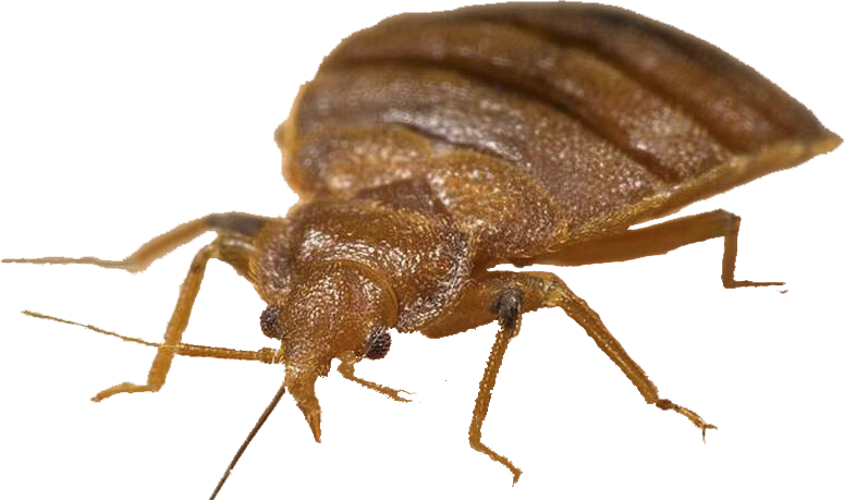 Bug Bed Free Download PNG HQ Transparent PNG Image