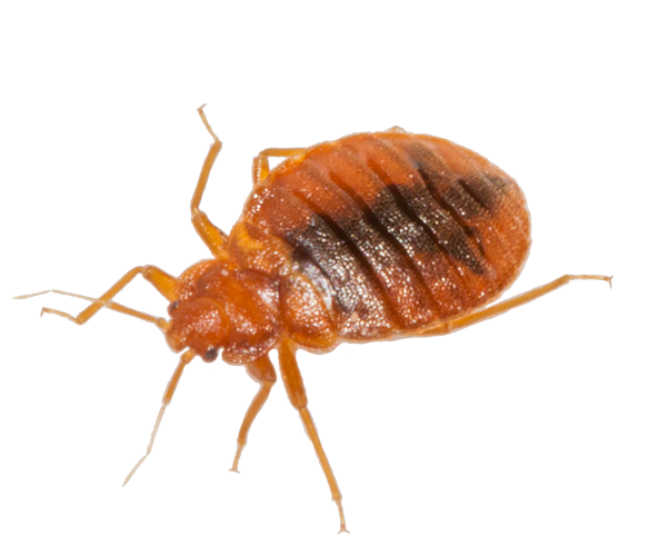 Bug Bed Free Download PNG HQ Transparent PNG Image