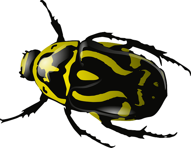 Beetle Clip Art Free Transparent PNG Image