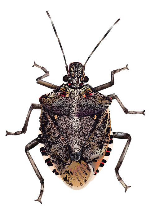 Bugs Transparent Background Transparent PNG Image