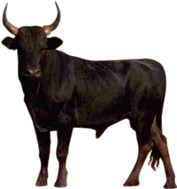 Bull Free Png Image Transparent PNG Image