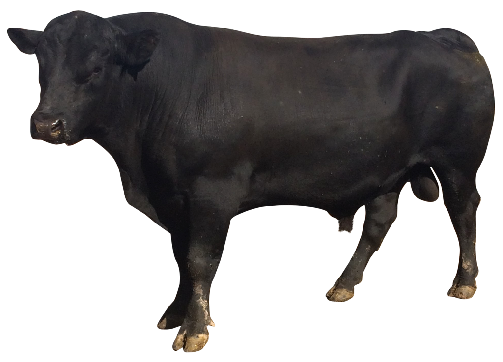 Vector Bull HD Image Free Transparent PNG Image